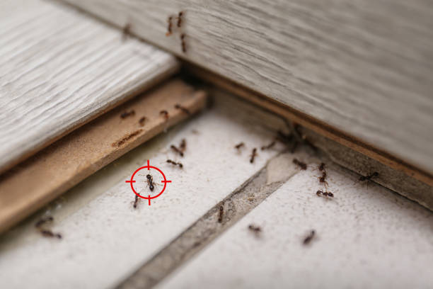 Flea Control Services in California, PA