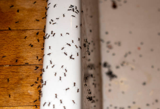 Best Affordable Pest Control Services  in California, PA