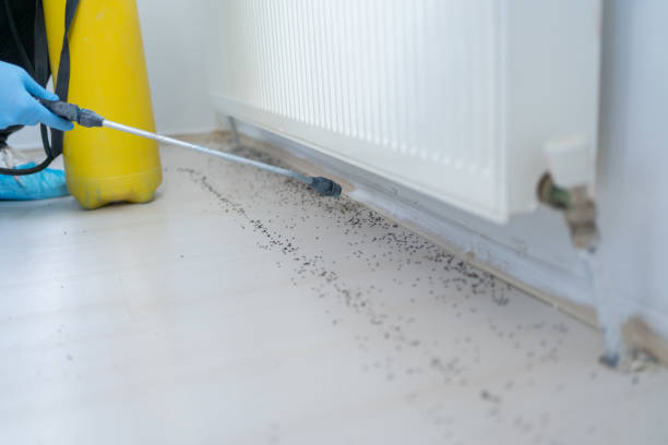 Best Ant Control Services  in California, PA