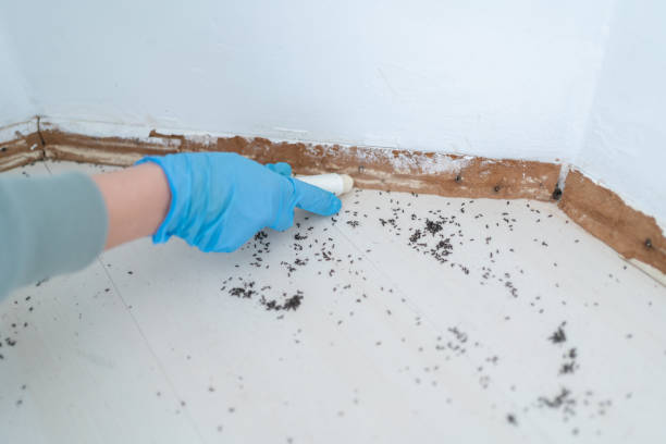 Best Spider Control Near Me  in California, PA